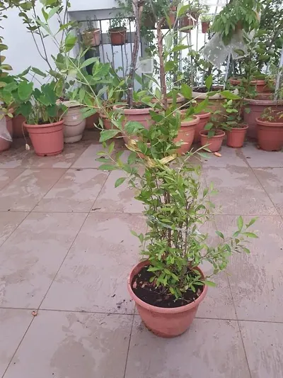 Mehndi/Hina plant from seeds : Direct from plant easiest way: Tech Garden -  YouTube