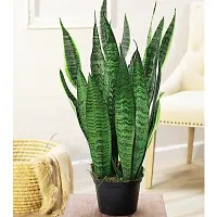 SelfLine | Sansevieria Decorative Live Plant-thumb2