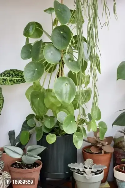 SelfLine | Money Plant Pilea Peperomioides Indoor Plant Live-thumb0