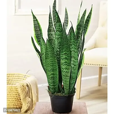 SelfLine | Sansevieria Trifasciata, Snake (?????) Live Plant-thumb3