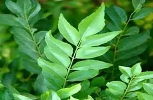 Rameshvar Enterprises | Mithi Neem/Curry Tree/M. koenigii/Sweet neem/kadi patta (???? ???) Live Plant (10 Neem Seeds) Free-thumb1