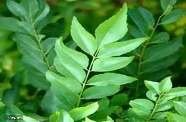 Rameshvar Enterprises | Mithi Neem/Curry Tree/M. koenigii/Sweet neem/kadi patta (???? ???) Live Plant (10 Neem Seeds) Free-thumb2