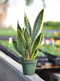 SelfLine | Snake Plant, Sansevieria trifasciata, Sansevieria zeylanica (?????) - Live Plant-thumb2