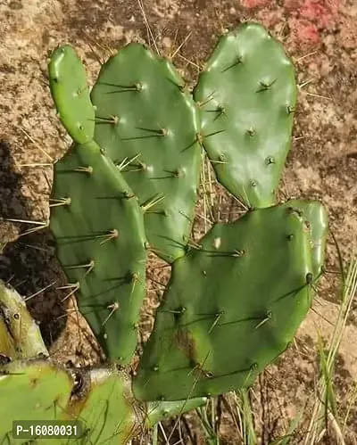 SelfLine | Nagfani/Opuntia ficus-Indica Cactus - Live Plant Brand: Rameshvar Enterprises-thumb0