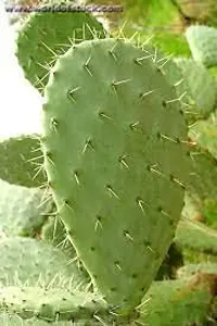 SelfLine | Cactus Plants For Home Indoor Opuntia Ficus Indica Nagfani/Opuntia Ficus-Indica Live (Gardening Healthy Plant)-thumb2