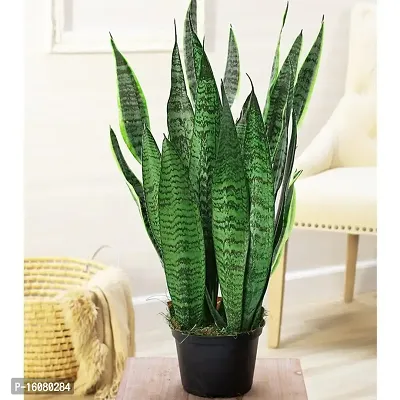 SelfLine | Snake Plant, Sansevieria trifasciata, Sansevieria zeylanica (?????) - Live Plant-thumb0