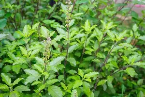 Rameshvar Enterprises | Rama  Krishna Tulsi (???? ?????? ?????) Live Plant (50 Tulsi Seeds Free)-thumb2