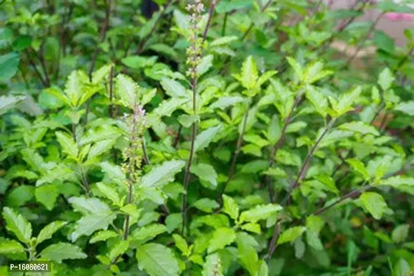 Rameshvar Enterprises | Rama  Krishna Tulsi (???? ?????? ?????) Live Plant (50 Tulsi Seeds Free)-thumb3