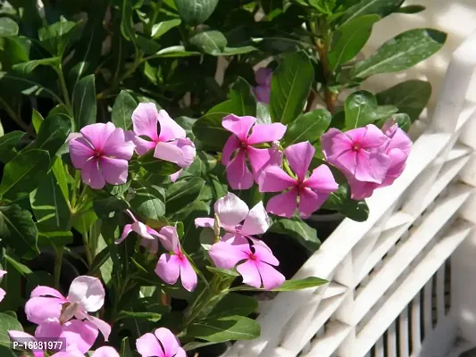 SelfLine | Plants Live Purple Sadabahar/Catharanthus roseus/Periwinkle Attractive Flower Plant for Home/Balcony Garden-thumb0