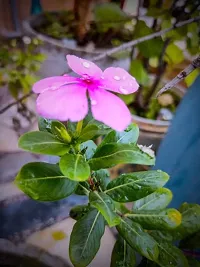 SelfLine | Plants Live Purple Sadabahar/Catharanthus roseus/Periwinkle Attractive Flower Plant for Home/Balcony Garden-thumb1
