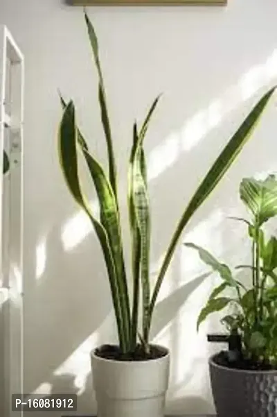 SelfLine | Sansevieria Decorative Live Plant