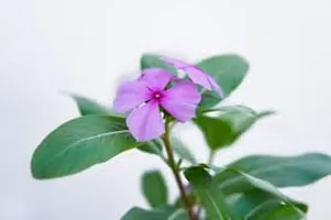 SelfLine | Plants Live Purple Sadabahar/Catharanthus roseus/Periwinkle Attractive Flower Plant for Home/Balcony Garden-thumb2