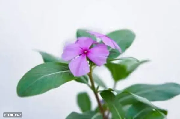 SelfLine | Plants Live Purple Sadabahar/Catharanthus roseus/Periwinkle Attractive Flower Plant for Home/Balcony Garden-thumb3