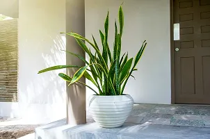 SelfLine | Sansevieria Trifasciata, Snake (?????) Decorative Live Plant-thumb3