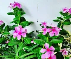 SelfLine | Plants Live Purple Sadabahar/Catharanthus roseus/Periwinkle Attractive Flower Plant for Home/Balcony Garden-thumb3