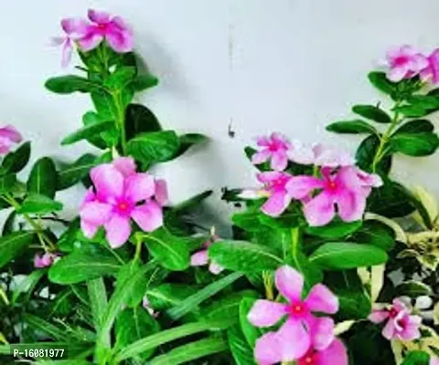 SelfLine | Plants Live Purple Sadabahar/Catharanthus roseus/Periwinkle Attractive Flower Plant for Home/Balcony Garden-thumb4