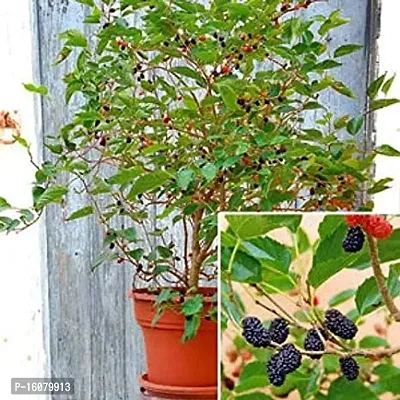 SelfLine | Mulberry Grafted Live Plants  Tree-thumb3