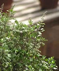 Rameshvar Enterprises | Rama  Krishna Tulsi (???? ?????? ?????) Live Plant (50 Tulsi Seeds Free)-thumb3