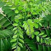 Rameshvar Enterprises | Mithi Neem/Curry Tree/M. koenigii/Sweet neem/kadi patta (???? ???) Live Plant (10 Neem Seeds) Free-thumb2