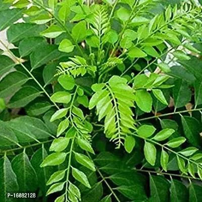 Rameshvar Enterprises | Mithi Neem/Curry Tree/M. koenigii/Sweet neem/kadi patta (???? ???) Live Plant (10 Neem Seeds) Free-thumb3