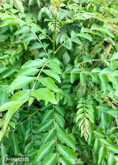 Rameshvar Enterprises | Mithi Neem/Curry Tree/M. koenigii/Sweet neem/kadi patta (???? ???) Live Plant (10 Neem Seeds) Free-thumb0