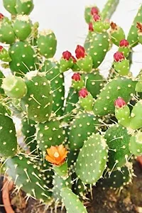 SelfLine | Cactus Plants For Home Indoor Opuntia Ficus Indica Nagfani/Opuntia Ficus-Indica Live (Gardening Healthy Plant)-thumb1