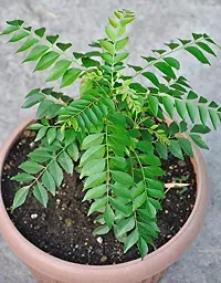 Rameshvar Enterprises | Mithi Neem/Curry Tree/M. koenigii/Sweet neem/kadi patta (???? ???) Live Plant (10 Neem Seeds) Free-thumb3