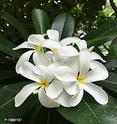 SelfLine | White Champa Plant (Grafted) Fragrant Plants Flowers Garden Live Plant