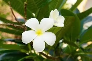 The Plants Factory | Plumeria/Champak White Flower Plant-thumb2