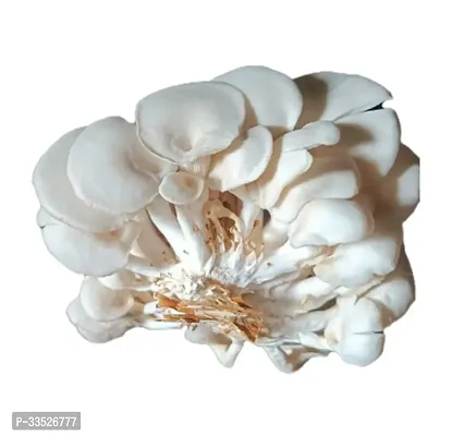 Oyster Mushroom Spawn/Seeds 200gm-thumb0