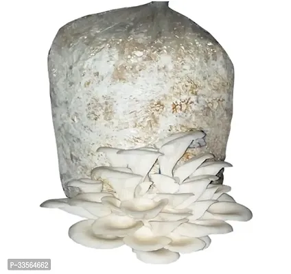 Oyster Mushroom Spawn/Seeds 200gm