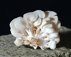 200 Gram Oyster Mushroom Spawn/seeds Pack of 1-thumb1