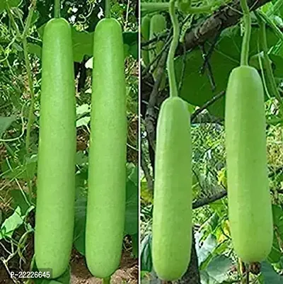 bottle gourd seeds Loki Vegetable Seeds (Pack of 10g, 80+ Seeds) Seeds to grow all seasons in Your Home And kitchen garden