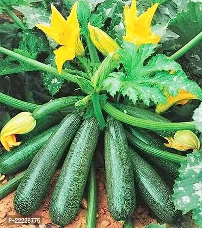 Squash Green zucchini Seed Hybrid Long Zuchhini Vegetable Seeds Best For Your Home Gardening (Pack Of 20 Seed)-thumb0