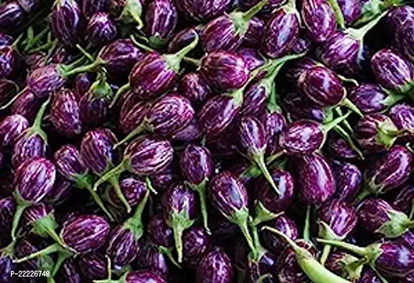 Vegetable Hybrid Brinjal Seeds for Home Garden (1 Packet , 100 seeds ) Summer Vegetable Seeds for Home Gardening | Fresh Vegetable Seeds for Kitchen | Organic Brinjal Plant Seeds for Home