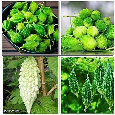 4 Types Of Desi Vegetable Seeds (Non-Hybrid) (3Types Gourds+Contola Seeds)