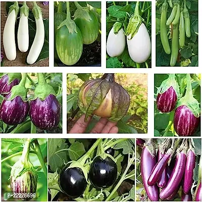 Store 9 Types of Brinjal Seeds for Home Garden, Easy Growing Organic Seeds for Nutritious, Delicious And Fresh Vegetables, Brinjal Seeds Non-Hybrid All-Season, 1500 Seeds