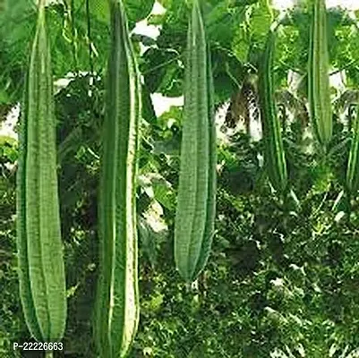 Vegetable Seeds | Ridge Gourd F1 Hybrid Seeds For Home Gardening (10 seeds pack)-thumb0