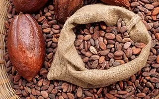 LJL Traders Organic Cacao Beans for Eating / Baking / Cooking - Pure Cacao / Cocoa / Keto (Well Fermented) - 300 g-thumb1