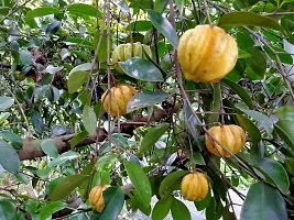 LJL Traders Malabar Tamarind/Brindle Berry/Kudampuli/Garcinia Cambogia Whole [Homestead Produce from Idukki] 1 Kg-thumb4