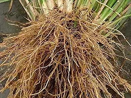 LJL Traders Khus Root - Vetiveria - Zizanioides - Vala -Vettiver Root - खस की जड़, Variety - IBEF - 50 gm-thumb2