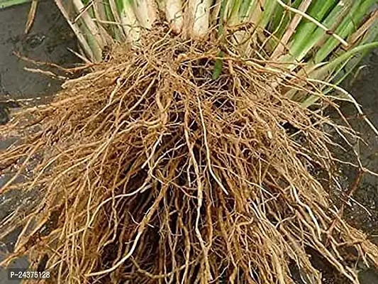 LJL Traders Khus Root - Vetiveria - Zizanioides - Vala -Vettiver Root - खस की जड़, Variety - IBEF - 50 gm-thumb3