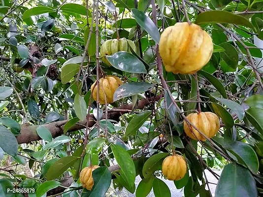 LJL Traders Malabar Tamarind/Brindle Berry/Kudampuli/Garcinia Cambogia Whole [Homestead Produce from Idukki] 1 Kg-thumb5