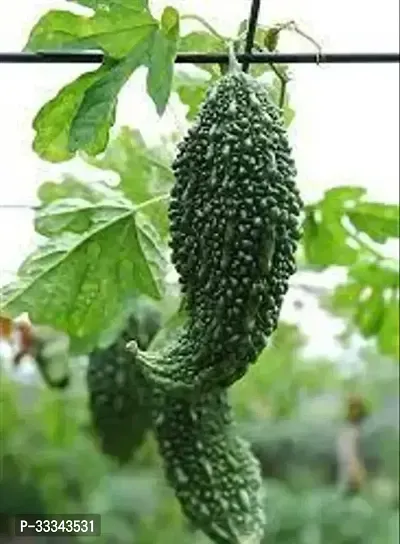 Home Made Vegetable Seed, 20 Seed-thumb0