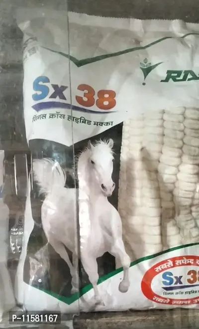 Rasi Rasi Sx-38 Maize (4 KG) Seeds-thumb0