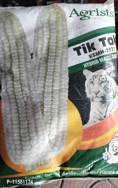 Tik-Tok Maize Seed