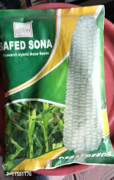White Hybrid Maize Seeds