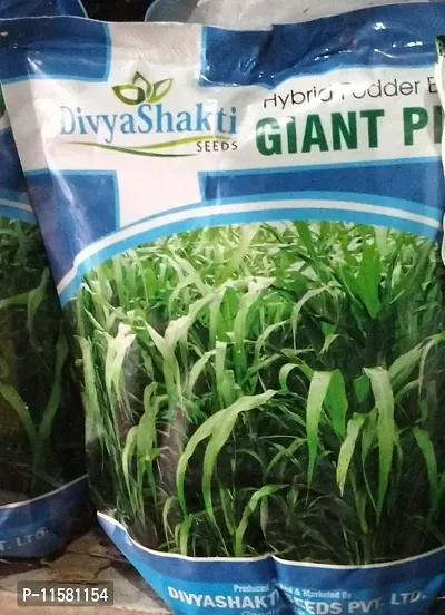 Divyashakti Seeds