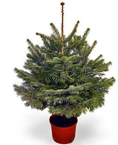 Sapna Nursery - Christmas Tree Live Plant Awesome Healthy Decorative Indoor Plant.