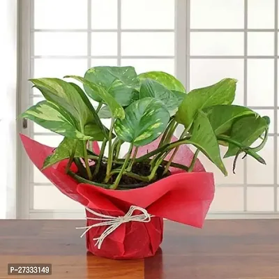 money plant  pack of 1
